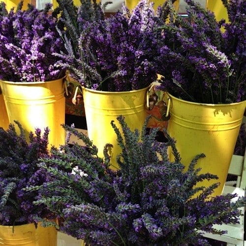 Farmer's Market Lavender