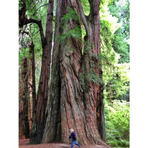 Redwoods in CA