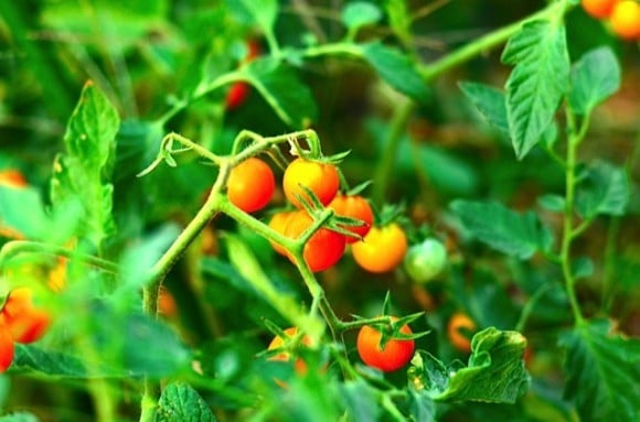 Late Summer Garden