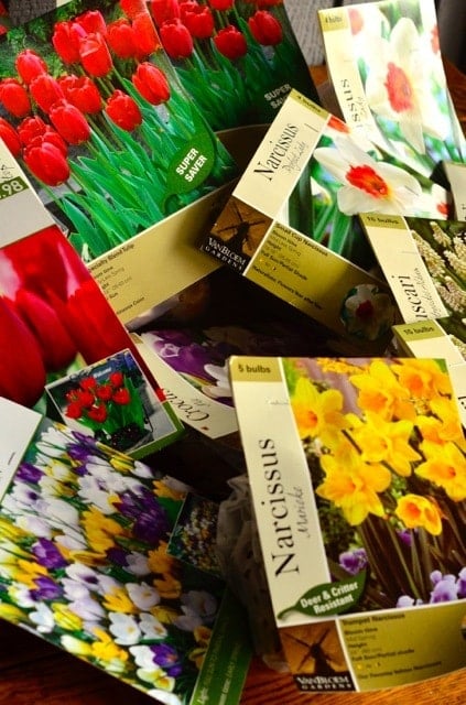 Too Late for Tulips? Tips on Planting Bulbs