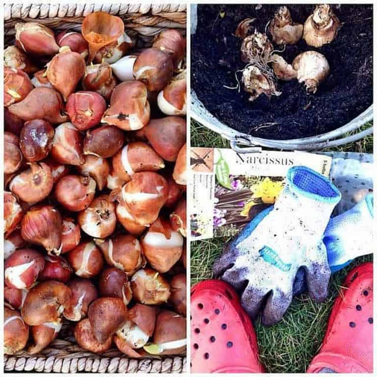 6 Tips Planting Bulbs Late In Season - Reluctant Entertainer