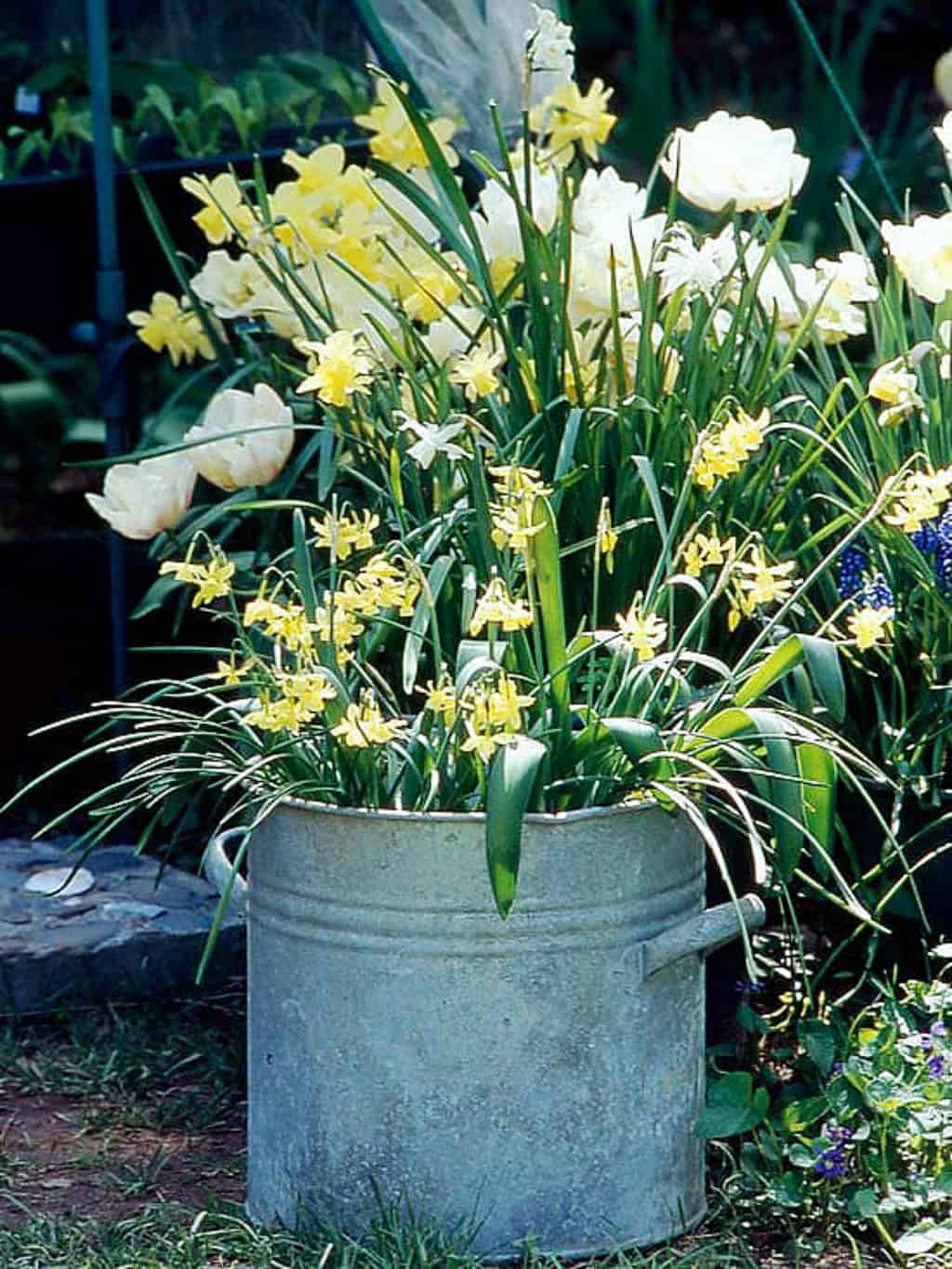 When Do You Plant Daffodil Bulbs In Georgia - Facebook