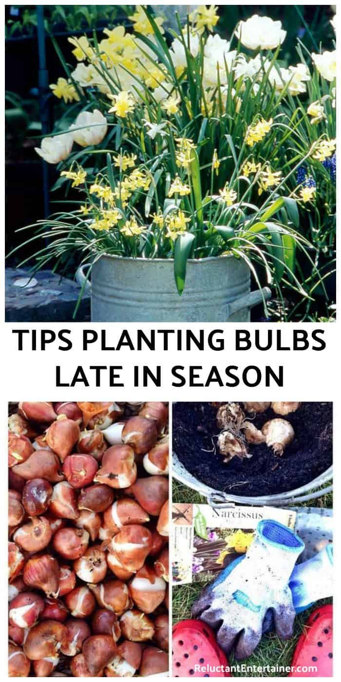 Tips Planting Bulbs Late in the Season