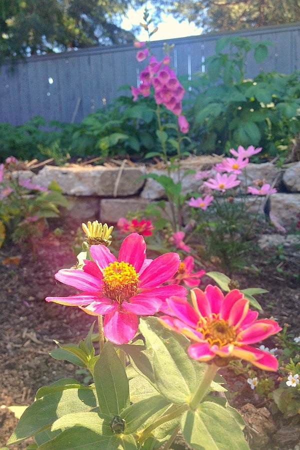 DIY Broken Concrete Project for Cutting Flower Bed