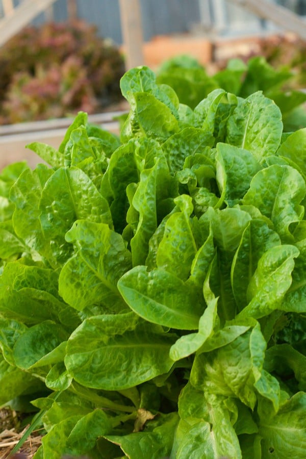 How to Grow Lettuce and Green Salad Recipe with Strawberries, Watermelon, and Cashews