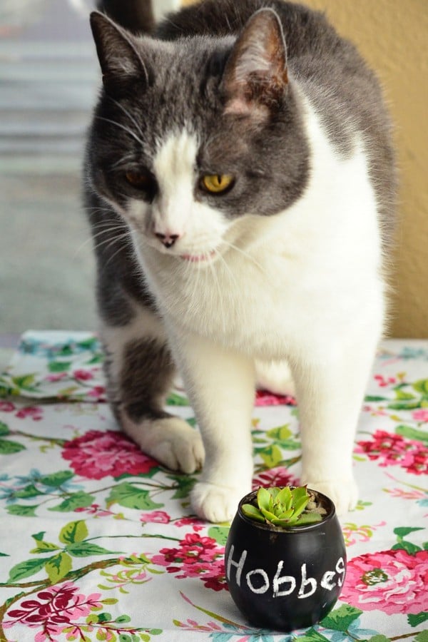 Succulent Place Card Settings