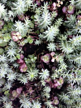 DIY Centerpiece with Succulents