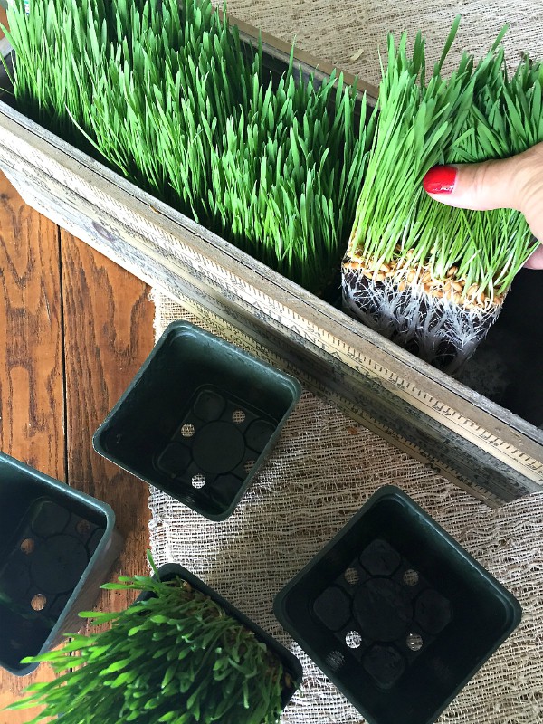 Wheatgrass Summer Centerpiece | ReluctantEntertainer.com