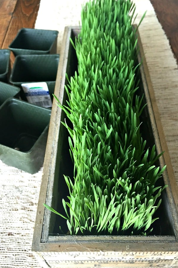 Wheatgrass Summer Centerpiece | ReluctantEntertainer.com