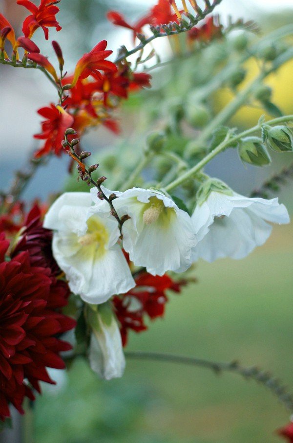 Beautiful Crocosmia | ReluctantEntertainer.com