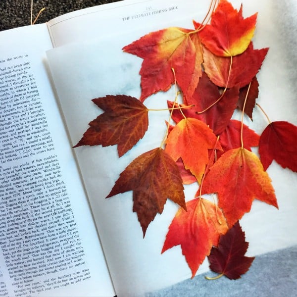 Pressing Leaves in a book for Thanksgiving Table