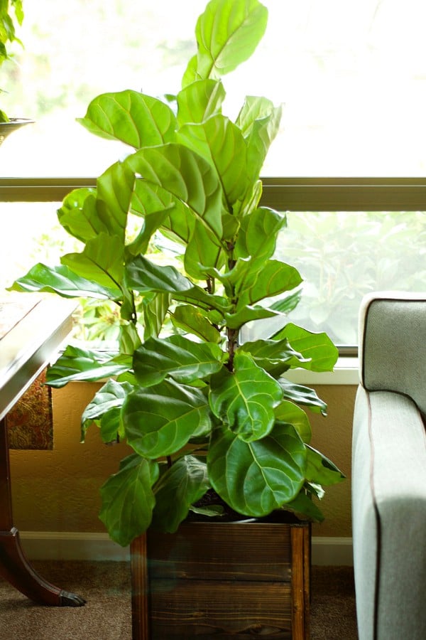 Fiddle Leaf Fig