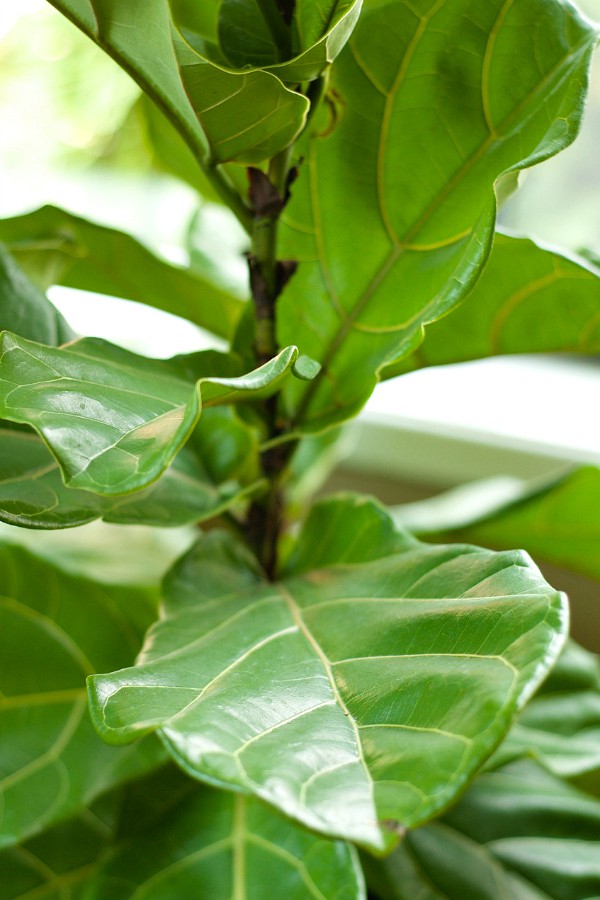 Fiddle Leaf Fig