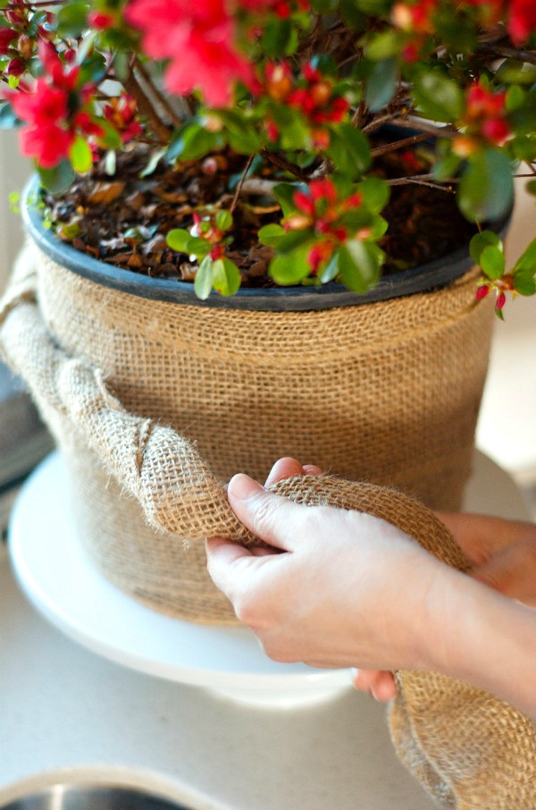 Enjoing an azalea plant indoors