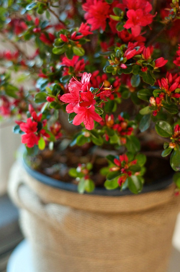 Enjoing an azalea plant indoors