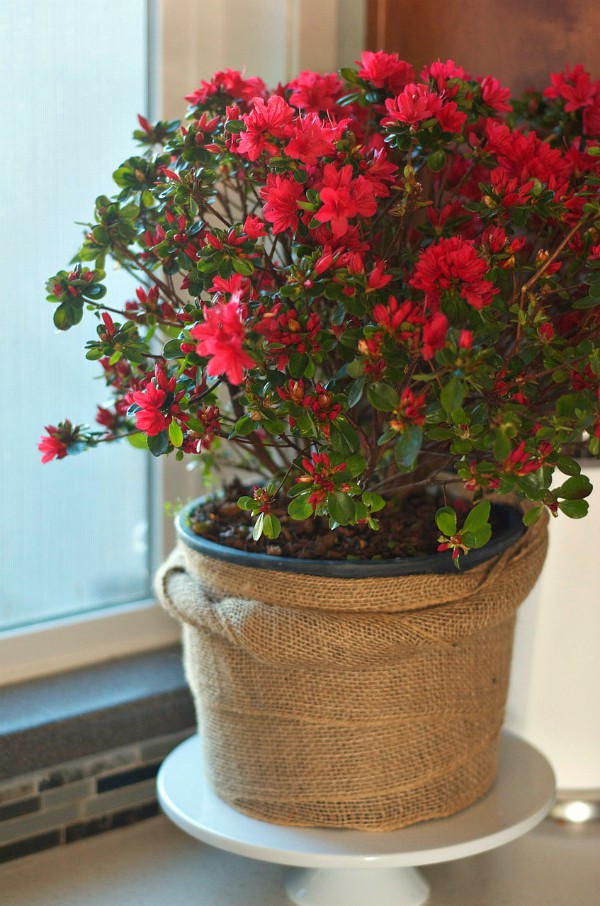 Enjoing an azalea plant indoors