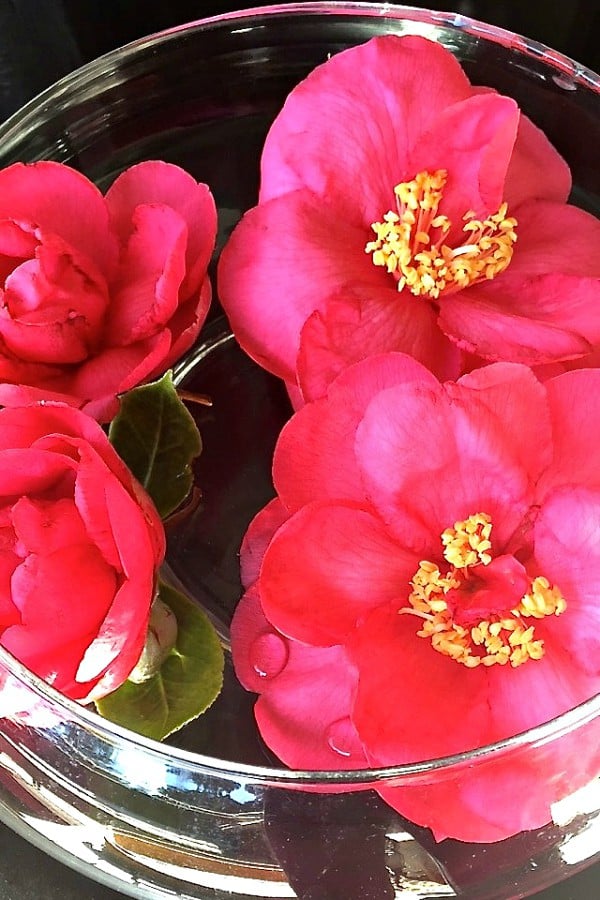 Camellia Blossoms