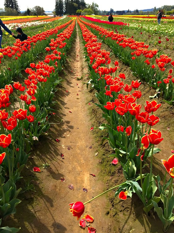 Wooden Shoe Tulip Farm