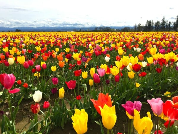 Wooden Shoe Tulip Farm