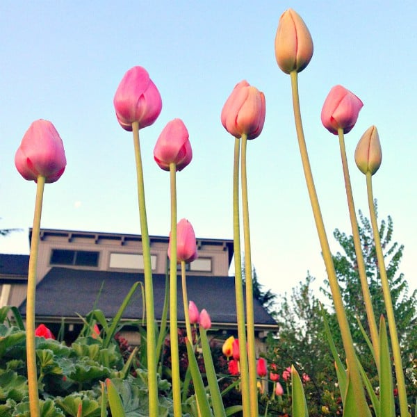 Tulips in my yard