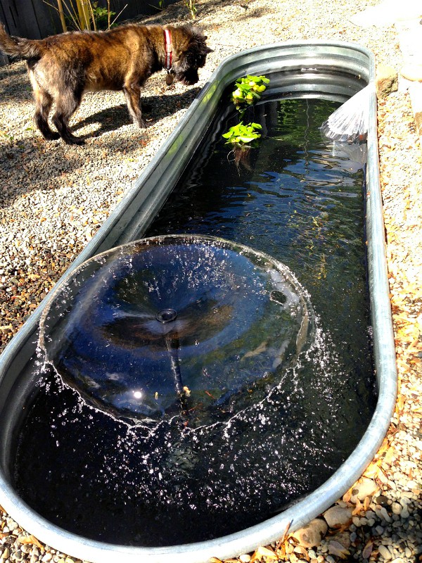 DIY Trough Pond