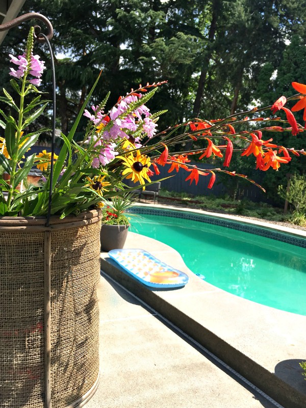 Beautiful crocosmia