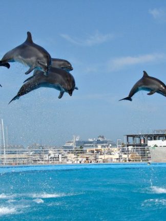 What to do in Cabo San Lucas, Mexico