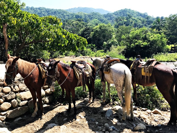 What to do in Puerto Vallarta, Mexico