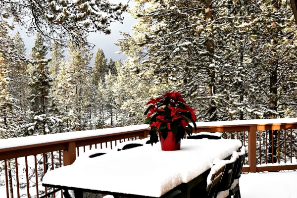 snowy day in central oregon