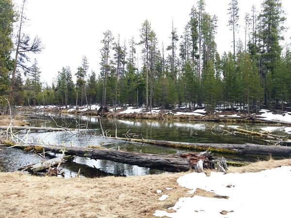 Day Trip to Fall River Headwaters in Central Oregon