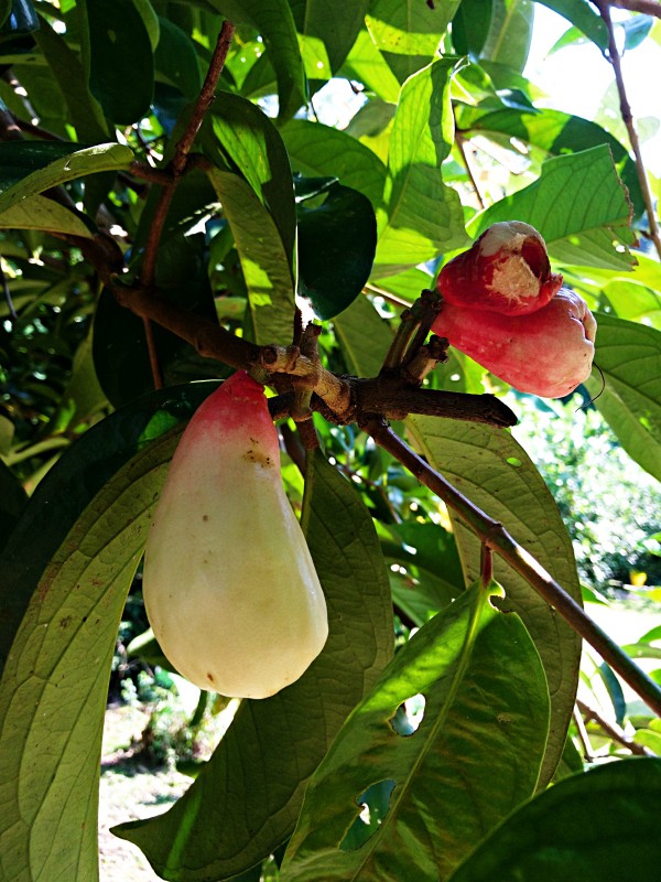 Jaquar Creek, Belize - a Rainforest Experience