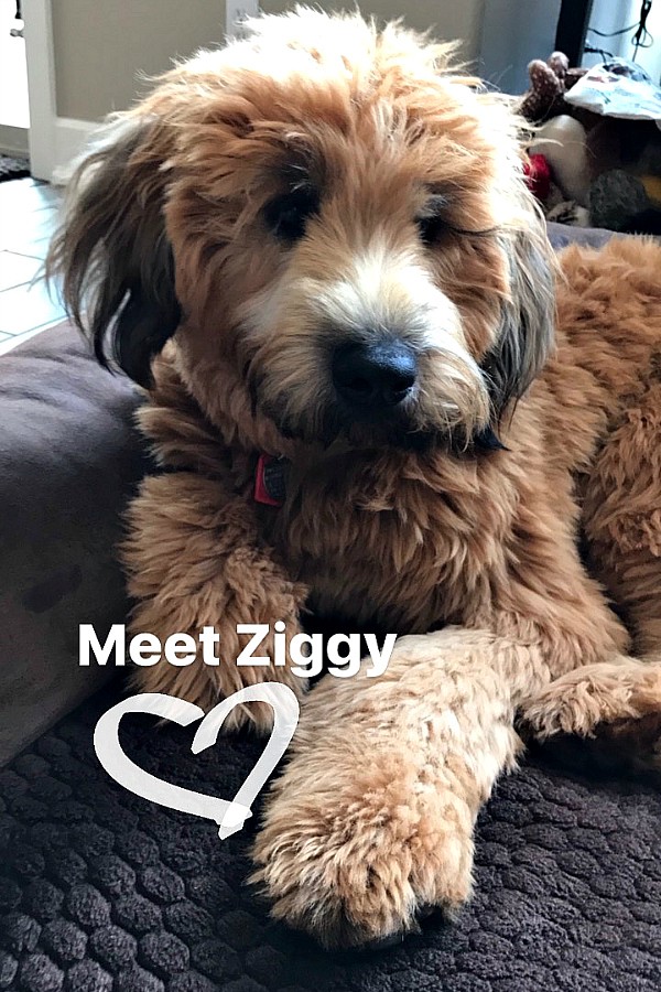 Ziggy the Whoodle