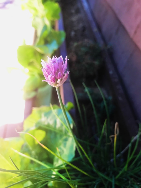 DIY Skinny Deck Gardening Beds