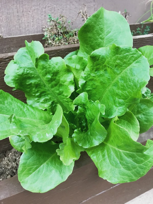 DIY Skinny Deck Gardening Beds