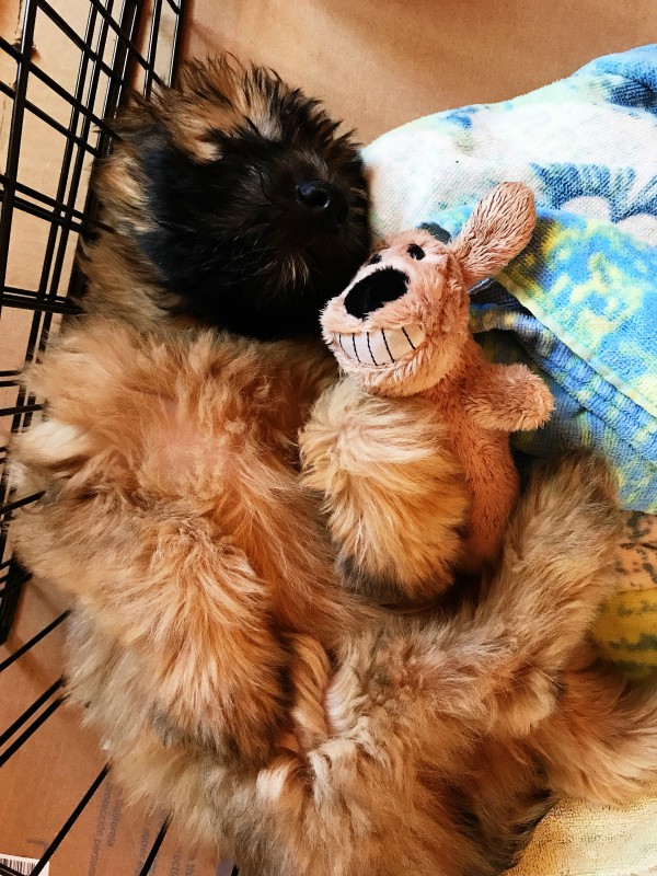 Alder the Entertainer Whoodle Puppy