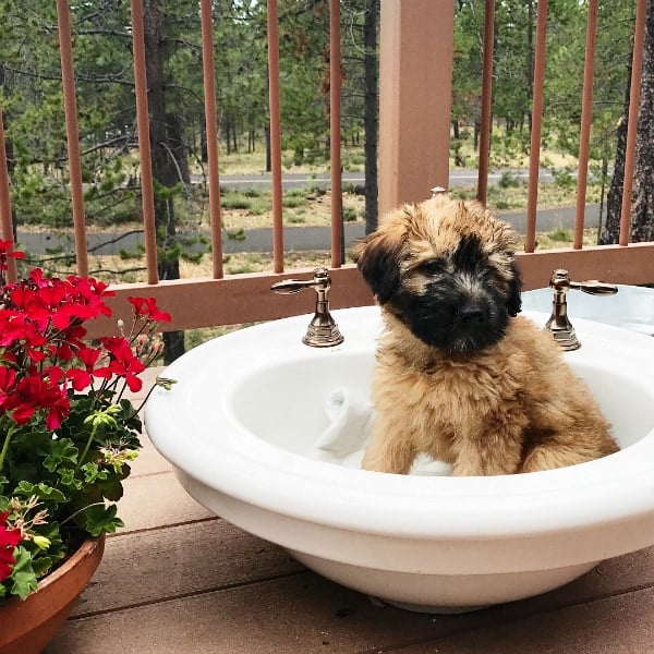 Alder the Entertainer Whoodle Puppy