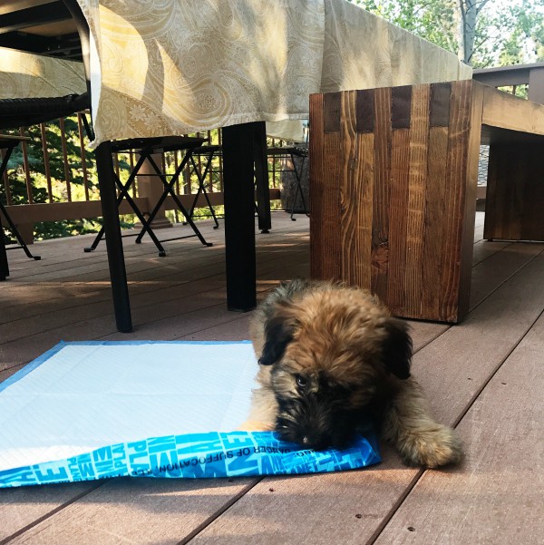 Alder the Entertainer Whoodle Puppy