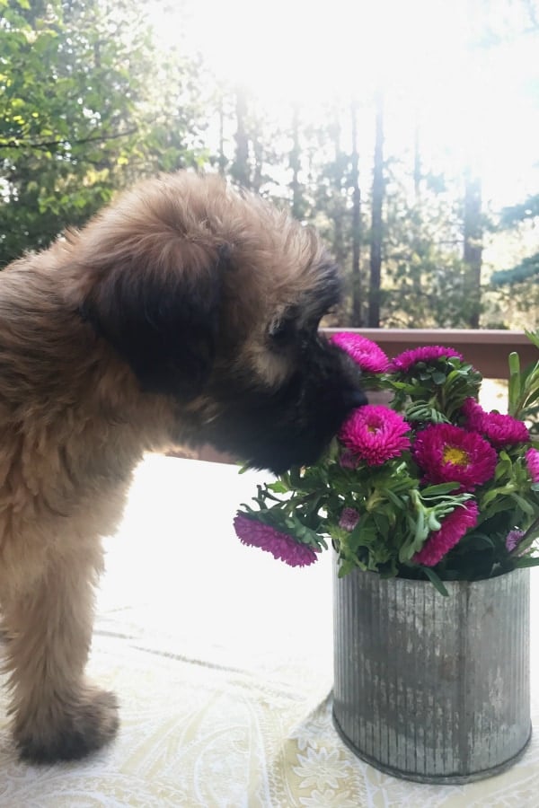 Alder the Entertainer Whoodle Puppy