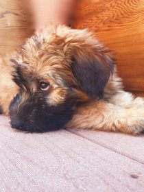 Alder the Entertainer Whoodle Puppy