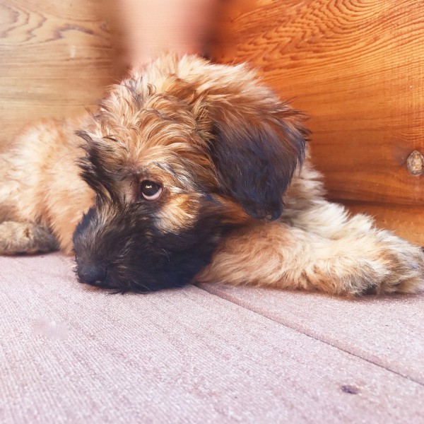 whoodle puppies