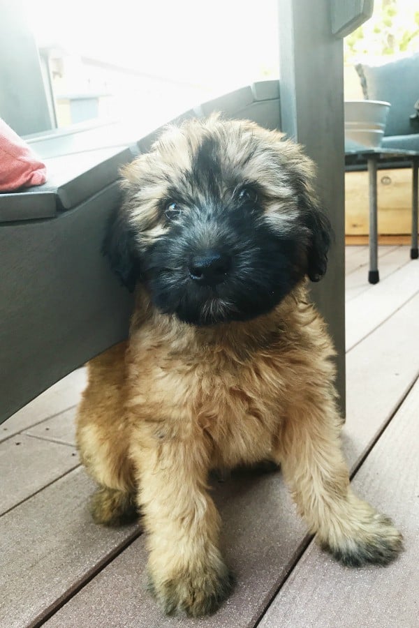 Wheaten terrier poodle mix 2024 rescue