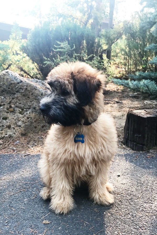 Alder the Whoodle #AldertheEntertainer