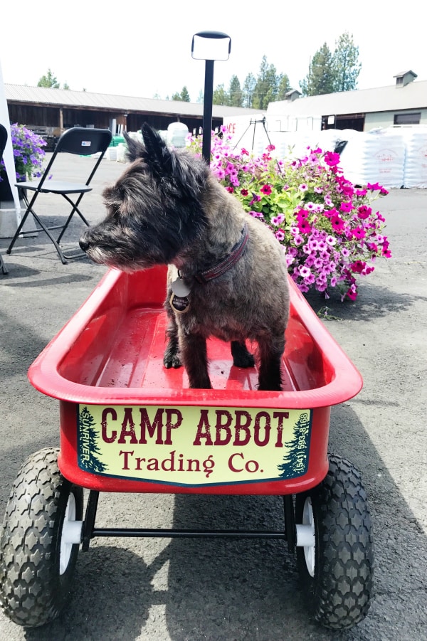 Haggis Cairn Terrier