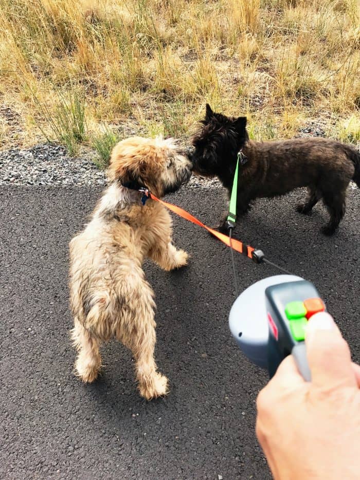 Why We Love our Whoodle Pup