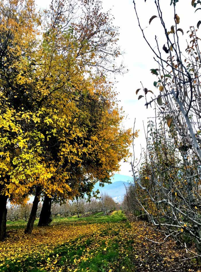 Harry & David orchards in Fall with golden colors