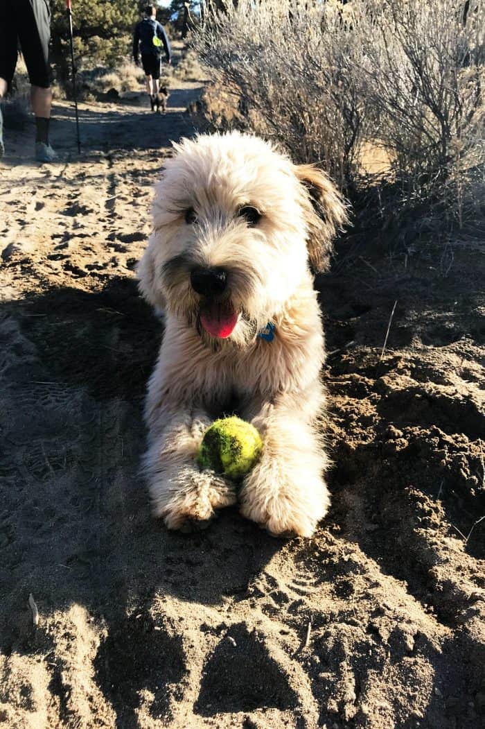 Alder the Whoodle: Six Months Old