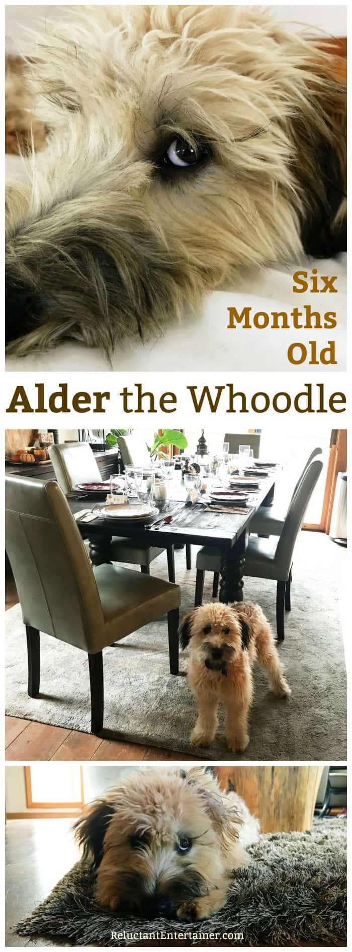 Alder the Whoodle: Six Months Old!