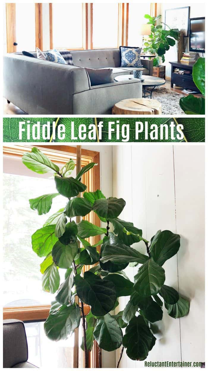 Decorating with fiddle leaf fig plants