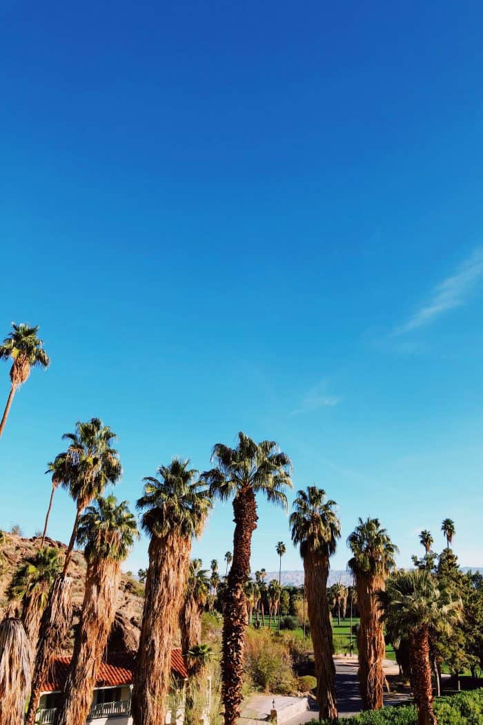 Palm Trees Kimpton Rowan Hotel Palm Springs CA