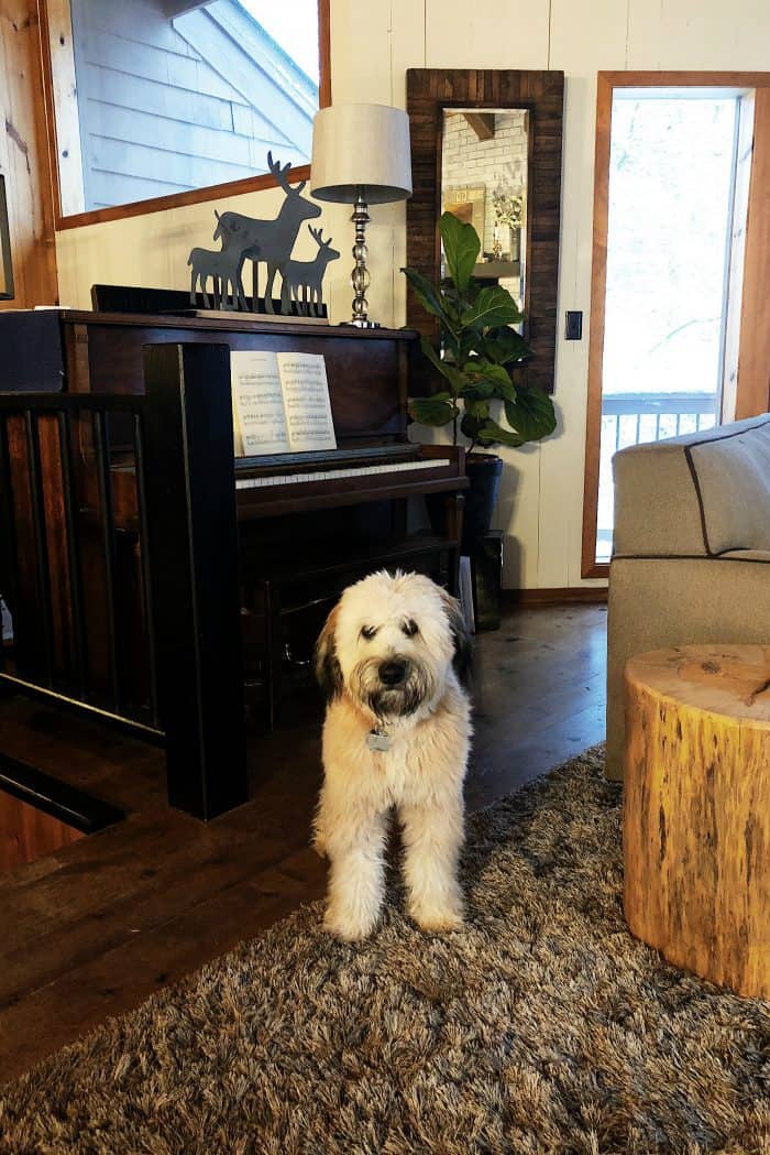 Mountain Home and Whoodle puppy